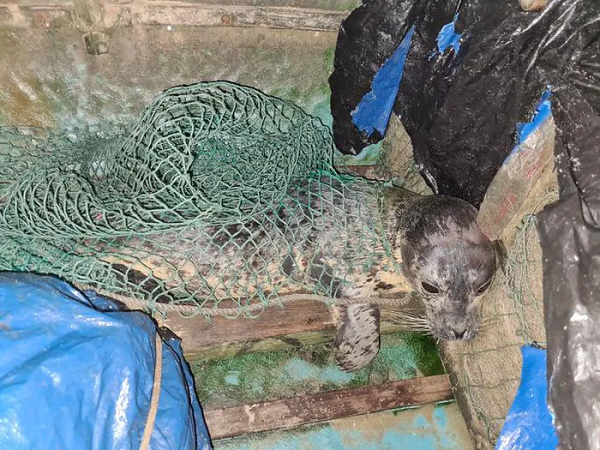 Việc hải cẩu xuất hiện ở vùng biển Việt Nam là điều kỳ lạ vì chúng chủ yếu chỉ sống ở vùng lạnh.