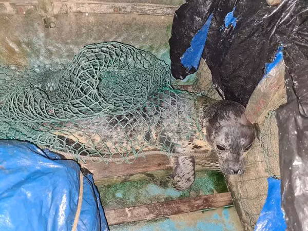 Việc hải cẩu xuất hiện ở vùng biển Việt Nam là điều kỳ lạ vì chúng chủ yếu chỉ sống ở vùng lạnh.