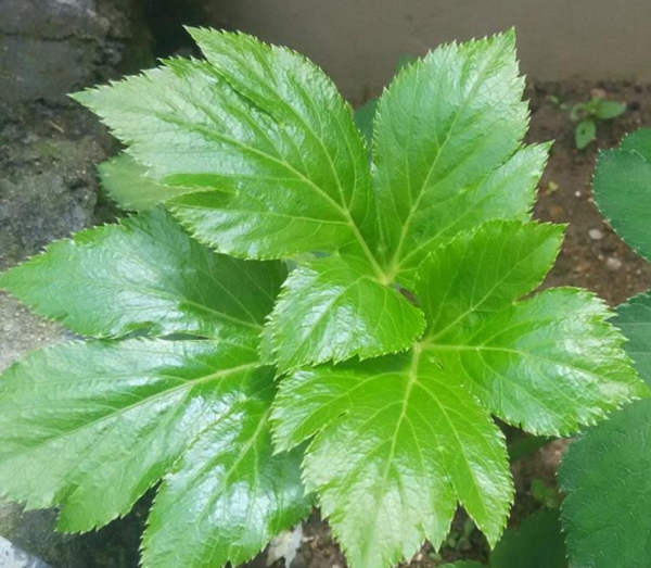 Đây là quy trình quan trọng để duy trì sức khỏe khi cơ thể ngày càng lão hóa. Nếu tế bào không thể hoạt động hiệu quả để loại bỏ những thành phần đã bị hư hỏng thì lâu dần, những thành phần này tích tụ có thể gây nhiều bệnh, trong đó có ung thư.