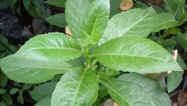 Theo giáo sư Frank Madeo - người đứng đầu nghiên cứu, quá trình làm sạch đó chính là chìa khóa để duy trì sức khỏe tốt khi tuổi dần cao, từ đó giúp kéo dài sự sống, đánh bay các dấu hiệu tuổi già.