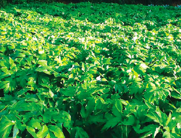 Đây là lý do người ta đang cố gắng đem trồng loài cây này ở nhiều vùng khác ngoài khu vực sinh trưởng tự nhiên của chúng.