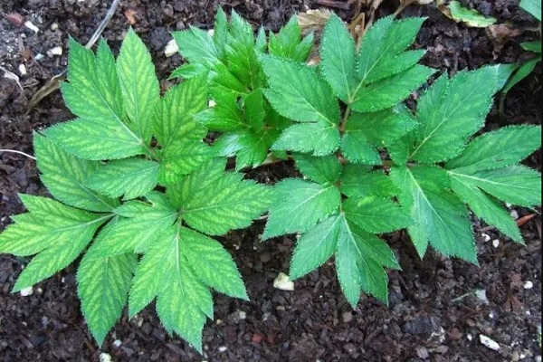 DMC trong "lá ngày mai" Ashitaba đã vượt qua thử nghiệm bảo vệ các tế bào của nấm men, giun và ruồi giấm khỏi sự lão hóa.