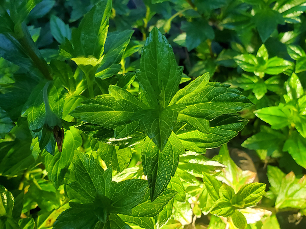 Có một truyền thuyết kể rằng, người xưa xem lá Ashitaba là “thuốc trường sinh bất tử”. Chính vì thế, Hoàng đế nhà Tần và nhà Hán đã phái người đến Nhật Bản để tìm kiếm thần dược này.