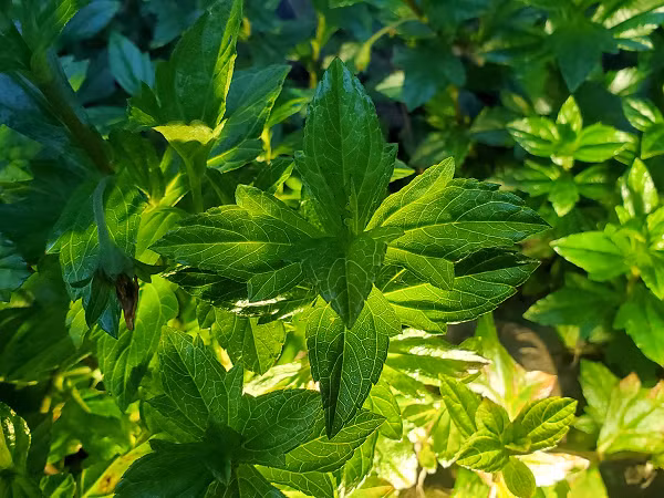 Có một truyền thuyết kể rằng, người xưa xem lá Ashitaba là “thuốc trường sinh bất tử”. Chính vì thế, Hoàng đế nhà Tần và nhà Hán đã phái người đến Nhật Bản để tìm kiếm thần dược này.