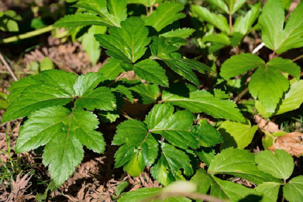 Tương truyền, các võ sĩ samurai Nhật Bản khi bị thương thường ăn lá "lá ngày mai" Ashitaba. Sau khi nghiên cứu, các nhà khoa học từ Áo đã phát hiện một hợp chất có tên 4,4’-dimethoxychalcone (DMC), một "thần dược" trường sinh bất lão trong lá của cây này.