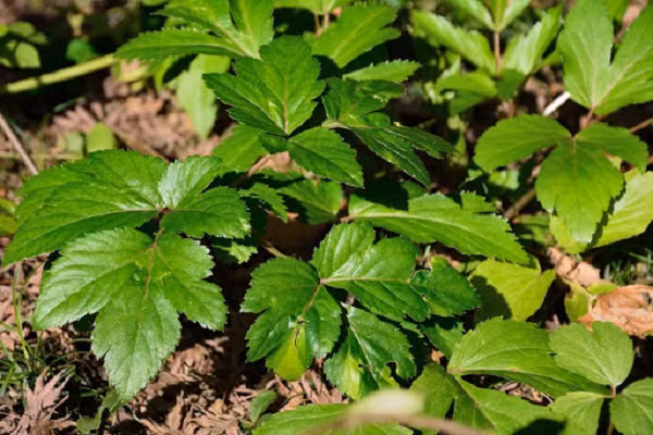 Tương truyền, các võ sĩ samurai Nhật Bản khi bị thương thường ăn lá "lá ngày mai" Ashitaba. Sau khi nghiên cứu, các nhà khoa học từ Áo đã phát hiện một hợp chất có tên 4,4’-dimethoxychalcone (DMC), một "thần dược" trường sinh bất lão trong lá của cây này.