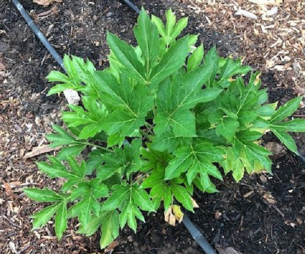 Từ lâu, nhiều người dân đã tin rằng đây là loài cây tốt cho sức khỏe nhiều mặt, thông qua khả năng giúp cơ thể mau phục hồi chấn thương mà các samurai đã ứng dụng.