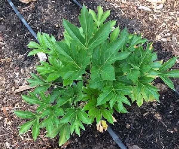 Từ lâu, nhiều người dân đã tin rằng đây là loài cây tốt cho sức khỏe nhiều mặt, thông qua khả năng giúp cơ thể mau phục hồi chấn thương mà các samurai đã ứng dụng.