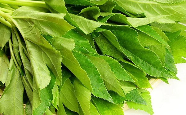 Nhóm nghiên cứu tiếp tục thử nghiệm hợp chất này trên chuột và phát hiện chúng có thể giúp trái tim các con chuột tự làm sạch tế bào hư hỏng và tái tạo tế bào mới.