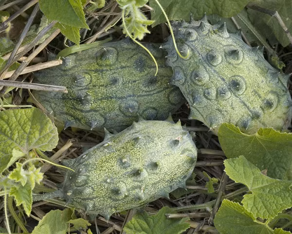 Sự kết hợp các chất dinh dưỡng này đóng một vai trò lớn trong việc giảm viêm, ngăn ngừa các bệnh mạn tính, chẳng hạn như bệnh tiểu đường, bệnh tim và một số loại ung thư.