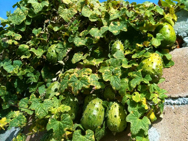 Dưa Kiwano mang lại nhiều lợi ích cho sức khỏe, chúng tương đối ít calo, nhưng lại rất giàu protein. Các chất chống oxy hóa chính trong dưa Kiwano là vitamin C, vitamin A, kẽm và lutein.