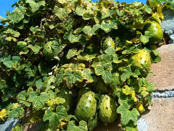 Dưa Kiwano mang lại nhiều lợi ích cho sức khỏe, chúng tương đối ít calo, nhưng lại rất giàu protein. Các chất chống oxy hóa chính trong dưa Kiwano là vitamin C, vitamin A, kẽm và lutein.