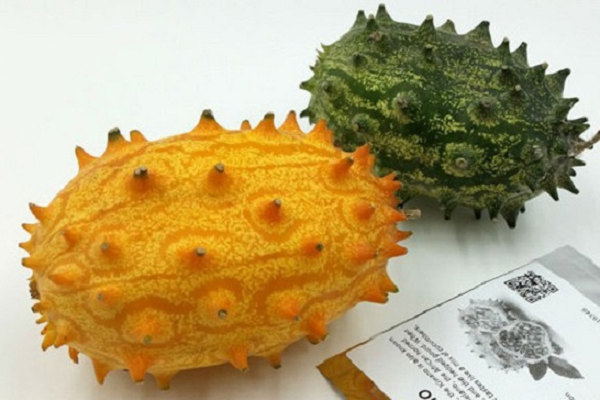 Do quả có màu sắc bắt mắt và cây có thể sống hơn 6 tháng nên dưa Kiwano phù hợp trồng làm cây cảnh trong nhà. Bổ đôi quả dưa bạn sẽ thấy phần ruột màu xanh, nhiều hạt, có hương vị thơm khá đặc biệt, nếu phần vỏ có màu cam tươi thì quả đó sẽ ngọt hơn.