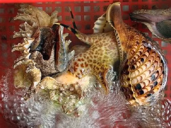 Nhiều cư dân mạng cho rằng, ốc tù và là kẻ thù trong môi trường tự nhiên của loài sao biển gai thường ăn san hô cứng, vì thế bảo vệ ốc tù và chính là bảo vệ các rạn san hô.