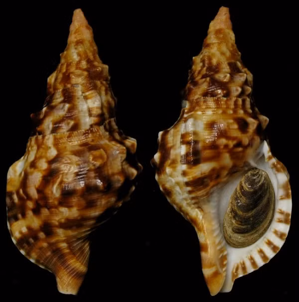 Thức ăn của ốc tù và là sao biển gai. Vì vậy, loài ốc này có ý nghĩa sinh học trong việc bảo vệ các rạn san hô.