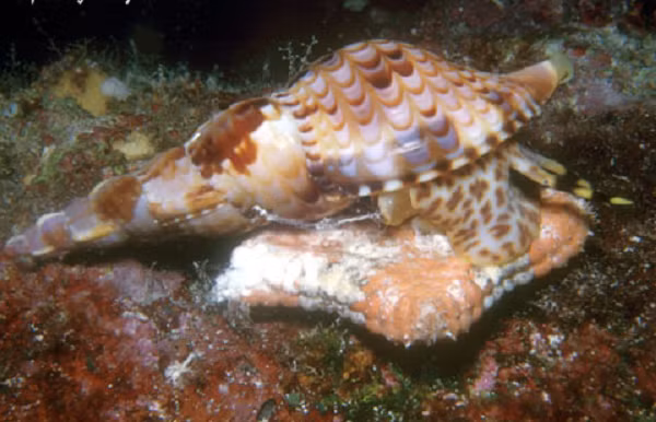 Hiện số lượng ốc tù và trên thế giới còn lại rất ít. Ốc tù và cũng đã được đưa vào Sách Đỏ Việt Nam