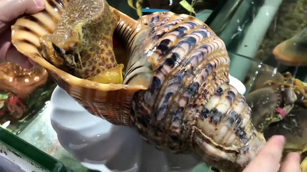 Tháng 2 vừa qua, Tổng cục Lâm nghiệp và Đồng cỏ Trung Quốc đưa ra danh sách loài động vật hoang dã cần bảo tồn với 980 loài và 8 lớp động vật. Một số chỉ ra rằng ốc tù và khổng lồ cũng nằm trong danh sách cần được bảo vệ, ngoài ra danh sách trên nên được công bố rộng rãi để tránh xảy ra các trường hợp tương tự.