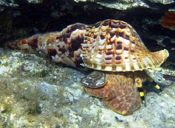 Ốc tù và hay còn gọi là ốc nữ hoàng, ốc bông có tên khoa học là Charonia. Loài ốc này thường xuất hiện ở Việt Nam, khu vực Ấn Độ Dương và Thái Bình Dương.