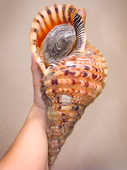 Theo tài khoản Weibo chính thức của cảnh sát Hải Nam, Wu mua con ốc tù và khổng lồ màu cam dài 15 cm với giá 70 NDT (10,89 USD) từ một người đàn ông khác họ Fu, cũng đến từ Quỳnh Hải vào ngày 26/4. Sau đó, Wu tặng con ốc biển cho người bạn của mình là Zou. Vlogger này sử dụng "món quà" để chế biến thành món ốc vào ngày hôm sau.