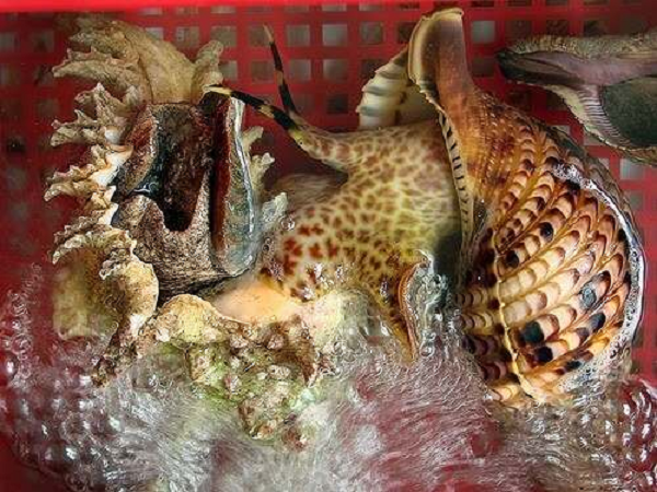 Nhiều cư dân mạng cho rằng, ốc tù và là kẻ thù trong môi trường tự nhiên của loài sao biển gai thường ăn san hô cứng, vì thế bảo vệ ốc tù và chính là bảo vệ các rạn san hô.