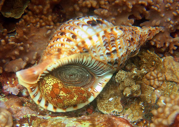 Ốc tù và thường sống ở những rặng san hô hoặc đá ngầm ở độ sâu từ 20m - 30m dưới đáy biển. Chúng có vỏ dày với màu sắc đẹp mắt, miệng to và kích thước lớn, trung bình nặng từ 1kg - 2kg/con, nhưng có con nặng tới 4kg - 5kg.