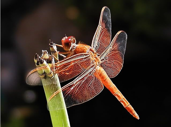 Khi được soi kính hiển vi, các nhà khoa học phát hiện cánh chuồn chuồn được tạo nên bởi một cấu trúc lưới độc đáo và chặt chẽ, gân cánh chính là lưới tứ giác, gân cánh phụ là lưới ngũ giác và lục giác, trông khá giống với tổ ong.