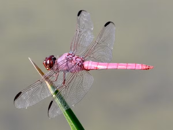 Không giống như ruồi hay ong, tốc độ đập cánh của chuồn chuồn khá thấp, chỉ đạt khoảng 30 nhịp một giây nên không đủ để tạo ra những âm thanh vo ve, nó chỉ đơn thuần là một dạng tiếng động sột soạt. Tuy nhiên, dáng bay của chuồn chuồn nhìn có vẻ mềm mại và uyển chuyển hơn.