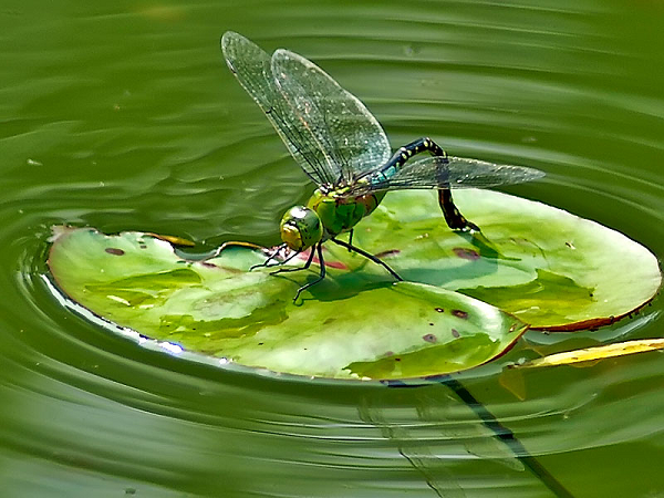 Cánh chuồn chuồn có cấu tạo vô cùng phức tạp với hệ gân cánh rất dày, nhiều gân gạch ngang chằng chịt, phức tạp. Hai đôi cánh rất mỏng với độ dày chỉ 1 micromet, mỏng như cánh ve sầu.