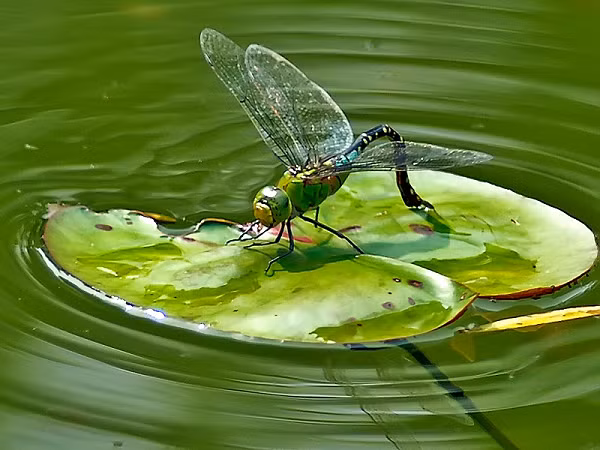 Cánh chuồn chuồn có cấu tạo vô cùng phức tạp với hệ gân cánh rất dày, nhiều gân gạch ngang chằng chịt, phức tạp. Hai đôi cánh rất mỏng với độ dày chỉ 1 micromet, mỏng như cánh ve sầu.