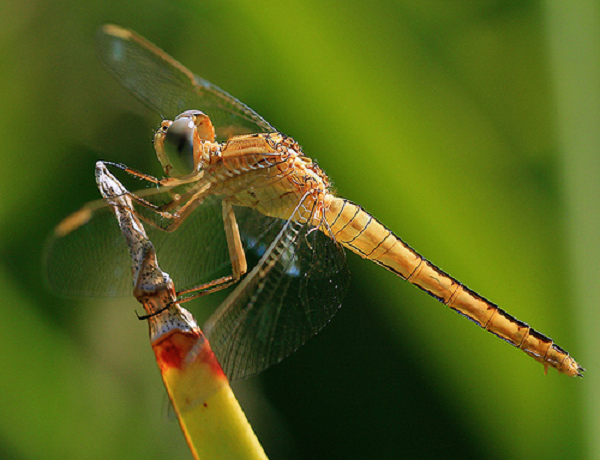 Chuồn chuồn là nỗi khiếp sợ của muỗi hoặc những loài bọ nhỏ bé khác. Chúng không chỉ đơn giản là đuổi theo con mồi. Thay vào đó, chúng chặn con mồi giữa không trung bằng các cuộc phục kích trên không.