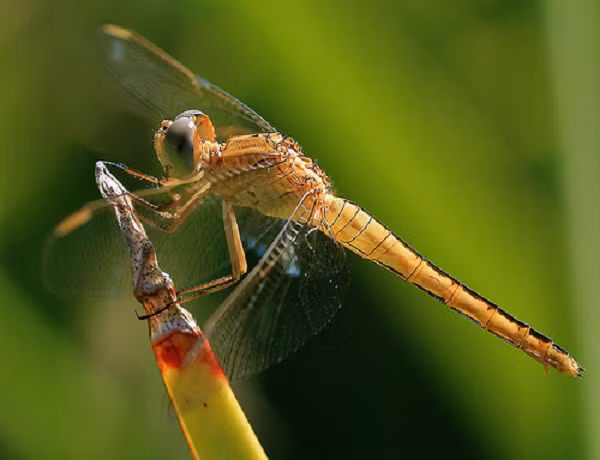 Chuồn chuồn là nỗi khiếp sợ của muỗi hoặc những loài bọ nhỏ bé khác. Chúng không chỉ đơn giản là đuổi theo con mồi. Thay vào đó, chúng chặn con mồi giữa không trung bằng các cuộc phục kích trên không.