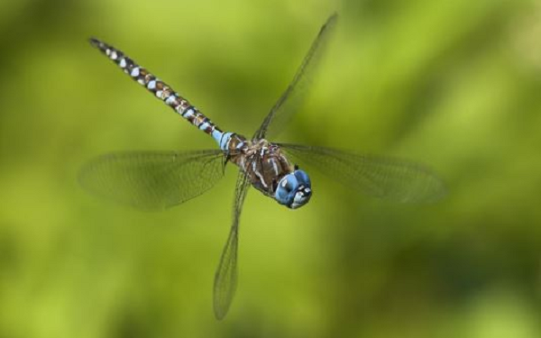 Thậm chí, một con chuồn chuồn cánh mỏng có thể bay 6.400 km xuyên qua Ấn Độ Dương. Những khả năng tuyệt vời của loài côn trùng này đến từ bí mật của đôi cánh.