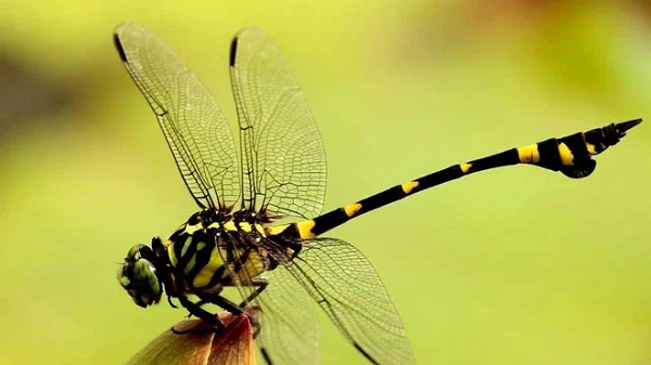 Chuồn chuồn có thể bay theo bất kỳ hướng nào kể cả ngang và lùi. Hơn thế nữa, nó có thể thay đổi từ trạng thái chuyển động tốc độ cao sang trạng thái lơ lửng chỉ trong 1 giây hay thực hiện cú "ngoặt" mà không cần giảm tốc độ.