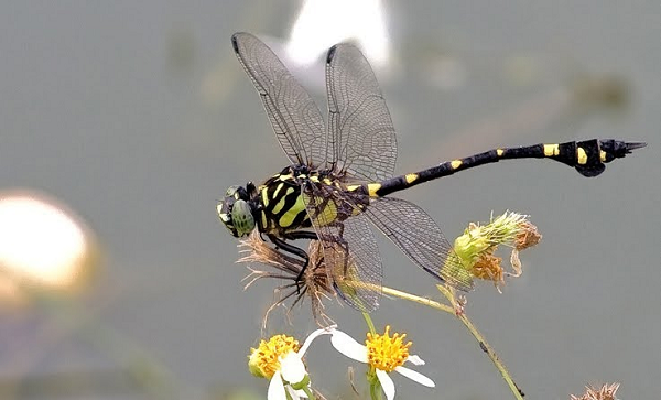 Nếu phóng to khối lượng của chuồn chuồn lên 50 lần thì tốc độ bay của nó sẽ đạt 2500km/h, tốc độ của một viên đạn vừa ra khỏi nòng.