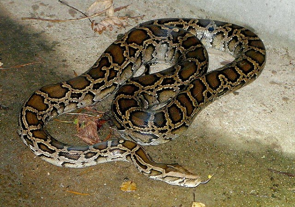 Con trăn này được xác định là loài trăn gấm quý hiếm, nặng 28 kg, dài 4 m. Đây là loài động vật nằm trong "Tam đại mãng xà" nổi tiếng của Việt Nam, ở mức cực kỳ nguy cấp có tên trong Sách đỏ.