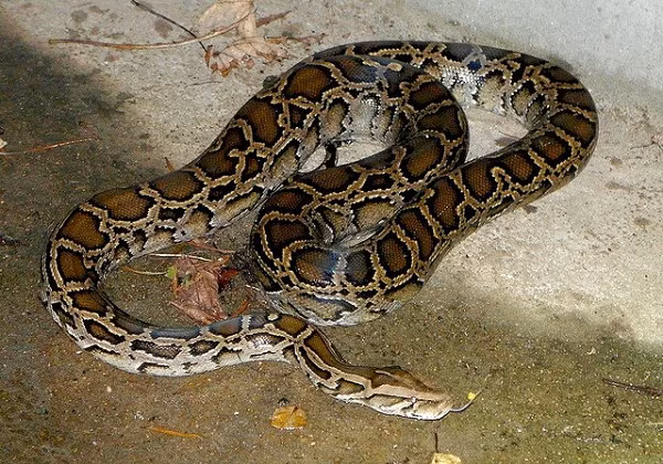 Con trăn này được xác định là loài trăn gấm quý hiếm, nặng 28 kg, dài 4 m. Đây là loài động vật nằm trong "Tam đại mãng xà" nổi tiếng của Việt Nam, ở mức cực kỳ nguy cấp có tên trong Sách đỏ.