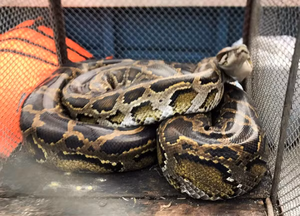 Trên thân và đuôi có các đường xám đen nối với nhau tạo thành dạng mắt dưới nổi trên nền màu vàng nâu. Bụng vàng nhạt đôi khi đốm sáng nhạt. Chiều dài cơ thể có thể lên tới 6,95 mét.