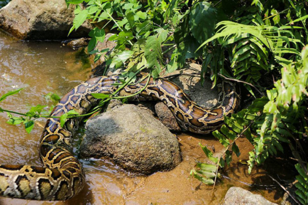 Trăn gấm thuộc phân họ rắn dài nhất thế giới, trong lịch sử người ta đã tìm thấy con trăn có chiều dài lên 10m và cũng là loài bò sát dài nhất thế giới.