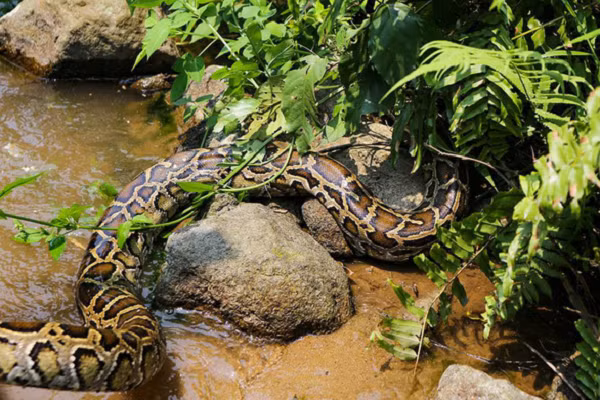 Trăn gấm thuộc phân họ rắn dài nhất thế giới, trong lịch sử người ta đã tìm thấy con trăn có chiều dài lên 10m và cũng là loài bò sát dài nhất thế giới.