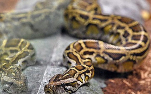 Bộ da của trăn gấm mang nhiều hoa văn với các màu sắc khác nhau. Lưng của chúng mang các hoạt tiết hình thoi được sắp xếp không theo quy tắc nào.