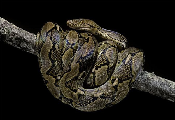 Trăn gấm nổi tiếng với kỹ năng săn mồi tuyệt đỉnh. Sức mạnh về cơ bắp giúp trăn gấm tạo ra một cú đớp "nhanh như điện" với hàm răng sắc nhọn khiến con mồi khó có cơ hội thoát.