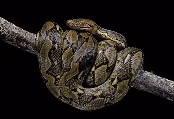 Trăn gấm nổi tiếng với kỹ năng săn mồi tuyệt đỉnh. Sức mạnh về cơ bắp giúp trăn gấm tạo ra một cú đớp "nhanh như điện" với hàm răng sắc nhọn khiến con mồi khó có cơ hội thoát.