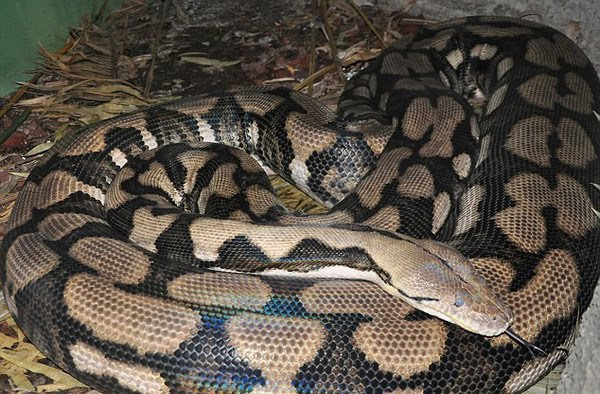 Môi trường sống yêu thích của chúng là rừng thưa, nơi có đồi núi thấp hoặc savan cây bụi, đặc biệt nơi sống đều ở gần môi trường nước. Chính vì sống gần nước nên chúng cũng là "tay bơi" rất giỏi.