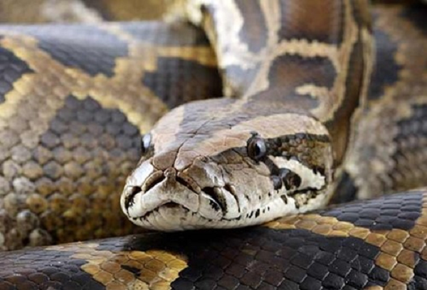 Giống như các loại trăn khác, trăn gấm không có nọc độc, vì vậy chúng giết con mồi bằng cách dùng thân quấn quanh con vật và siết nó cho đến chết. Mặc dù loài trăn gấm đủ khỏe để giết người nhưng không được xem là loài động vật nguy hiểm.