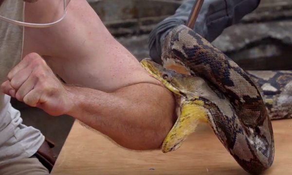 Một khi con mồi bị giữ chặt bằng chiếc hàm sắc khoẻ, trăn gấm dùng cơ thể khổng lồ của mình siết chặt nó cho đến khi tắt thở. Sau đó, trăn sẽ buông lỏng con mồi và bắt đầu thưởng thức bữa ăn ngon lành của mình.