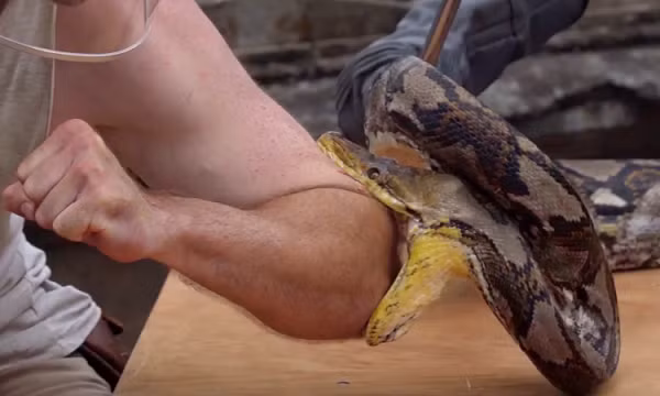 Một khi con mồi bị giữ chặt bằng chiếc hàm sắc khoẻ, trăn gấm dùng cơ thể khổng lồ của mình siết chặt nó cho đến khi tắt thở. Sau đó, trăn sẽ buông lỏng con mồi và bắt đầu thưởng thức bữa ăn ngon lành của mình.