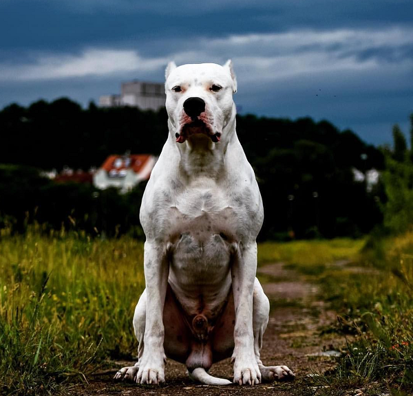 Chó Dogo Argentino có khả năng săn các động vật hoang dã như lợn rừng và báo. Ban đầu chúng được lai tạo để sử dụng làm chó chiến đấu ở Argentina, nhưng cùng với việc trở thành "chiến binh", chúng cũng trở thành những thợ săn cừ khôi.