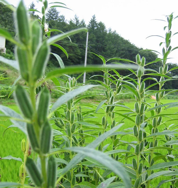 Đây là hình dạng của cây vừng (mè) khi còn ở trên cây.