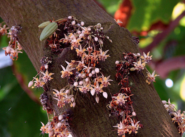 Đây là hình ảnh cận cảnh của một cây cacao.