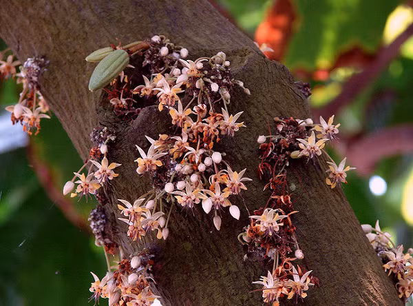 Đây là hình ảnh cận cảnh của một cây cacao.